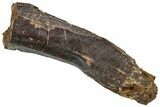 Fossil Hadrosaur (Edmontosaurus) Tooth Root - Wyoming #323965-1